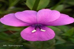 Barleria prattensis